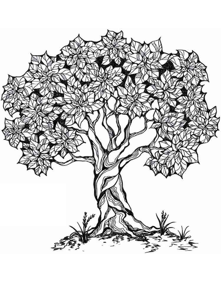 Tree coloring pages for adults. Free Printable Tree coloring pages.