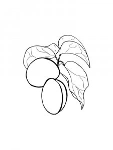 Apricot coloring page 14 - Free printable