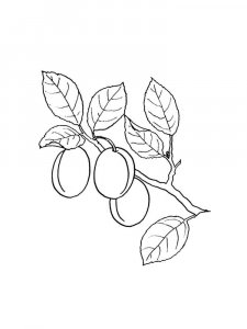 Apricot coloring page 23 - Free printable