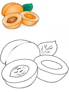 Apricot coloring page 1 - Free printable