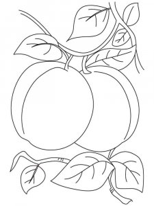Apricot coloring page 10 - Free printable
