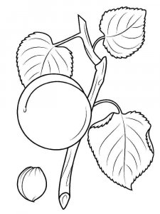 Apricot coloring page 11 - Free printable