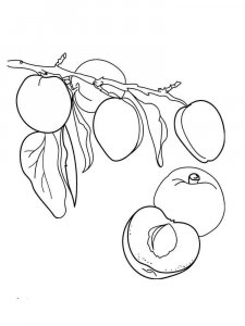 Apricot coloring page 3 - Free printable