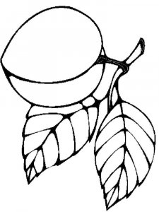 Apricot coloring page 4 - Free printable