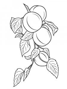 Apricot coloring page 7 - Free printable