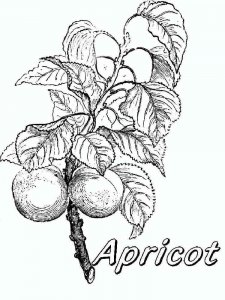 Apricot coloring page 8 - Free printable