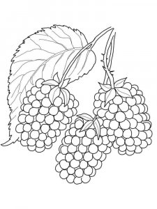 Blackberry coloring page 12 - Free printable