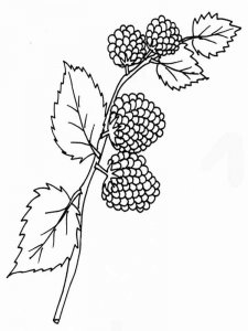 Blackberry coloring page 13 - Free printable