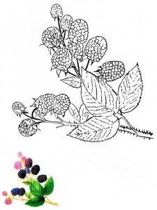Blackberry coloring page 2 - Free printable