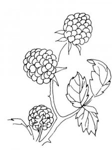 Blackberry coloring page 3 - Free printable