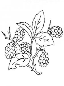 Blackberry coloring page 4 - Free printable