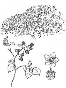 Blackberry coloring page 6 - Free printable