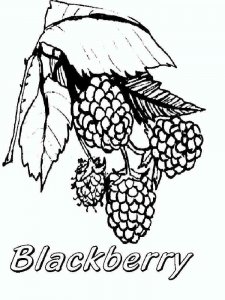 Blackberry coloring page 7 - Free printable