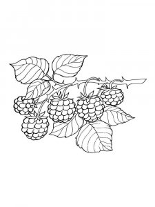 Blackberry coloring page 17 - Free printable