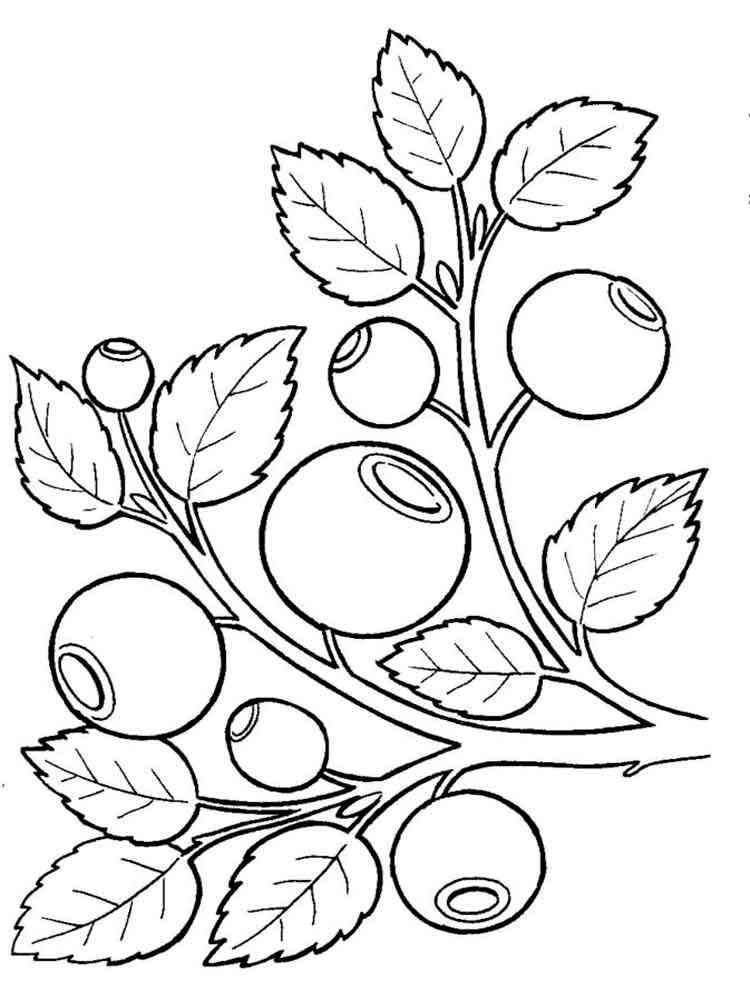 blueberry coloring pages - photo #30