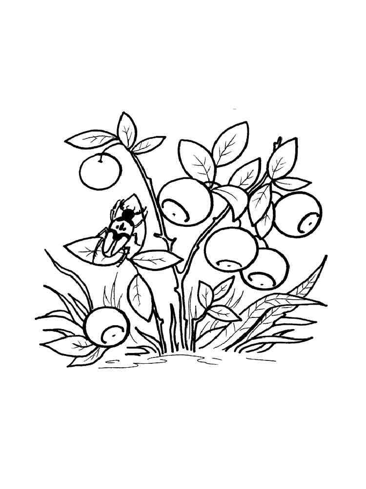 blueberry coloring pages - photo #37