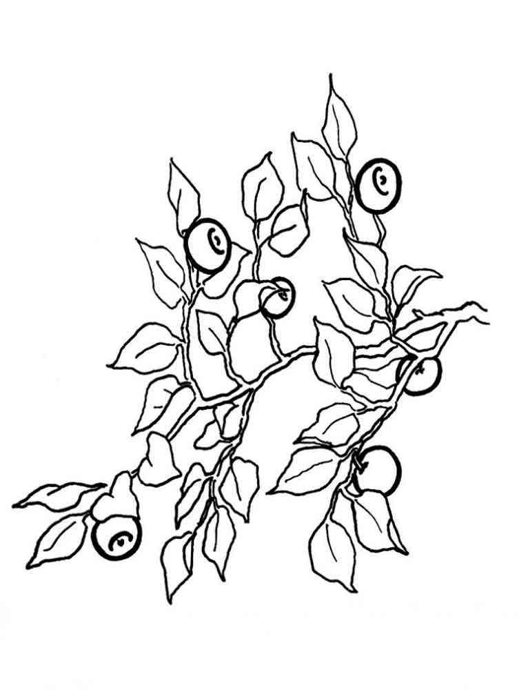 blueberry coloring pages - photo #42