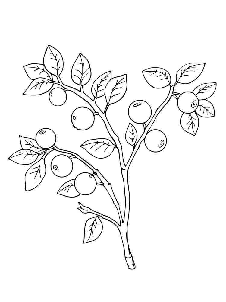 blueberry coloring pages - photo #46