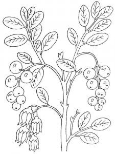 Cowberry coloring page 3 - Free printable