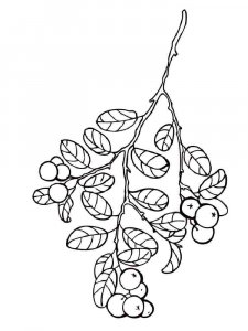 Cowberry coloring page 4 - Free printable