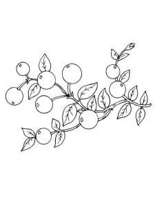 Cranberry coloring page 2 - Free printable