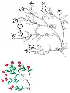 Cranberry coloring page 3 - Free printable