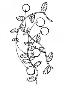 Cranberry coloring page 4 - Free printable