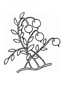 Cranberry coloring page 5 - Free printable