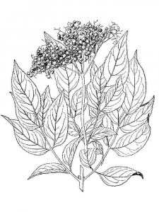 Elderberry coloring page 5 - Free printable