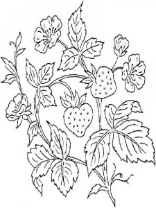 Strawberry coloring page 11 - Free printable