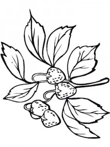 Strawberry coloring page 17 - Free printable
