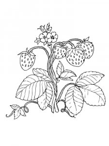 Strawberry coloring page 8 - Free printable