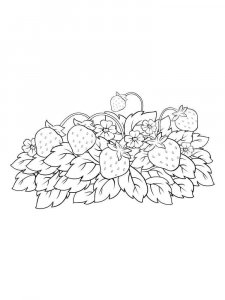 Strawberry coloring page 36 - Free printable
