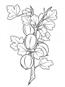 Gooseberry coloring page 5 - Free printable