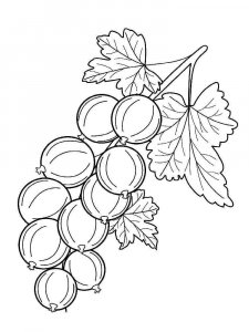 Gooseberry coloring page 7 - Free printable