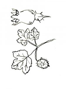 Gooseberry coloring page 8 - Free printable