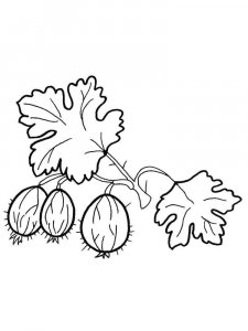 Gooseberry coloring page 11 - Free printable