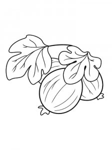 Gooseberry coloring page 12 - Free printable