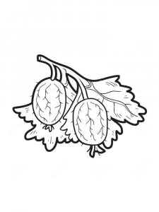 Gooseberry coloring page 13 - Free printable