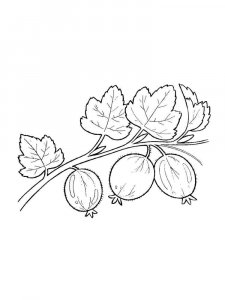 Gooseberry coloring page 16 - Free printable