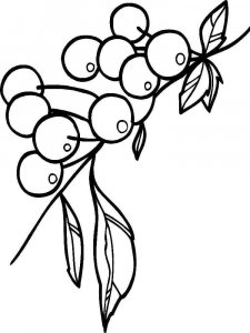 Cherry coloring page 30 - Free printable