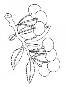 Cherry coloring page 32 - Free printable