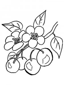 Cherry coloring page 23 - Free printable