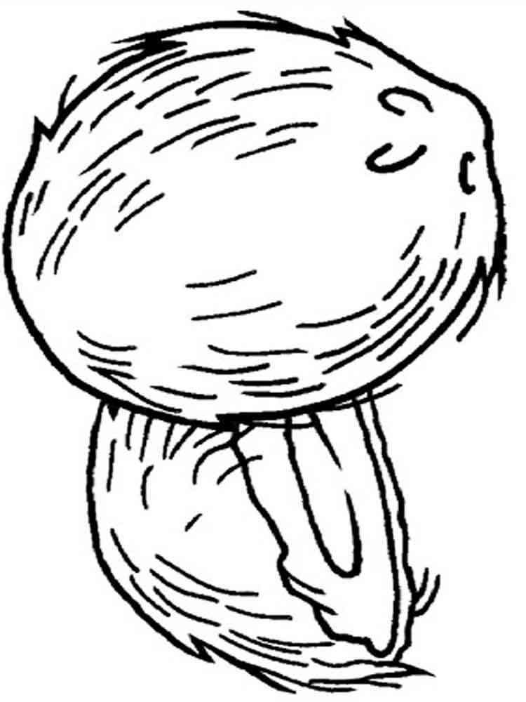 Coconut fruits coloring pages 8