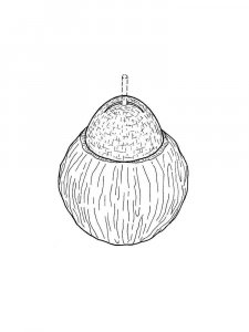 Coconut coloring page 15 - Free printable