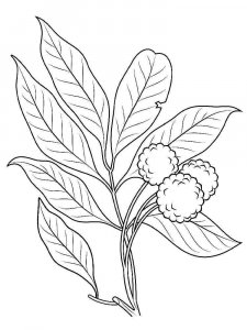 Lychee coloring page 2 - Free printable