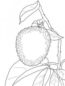 Lychee coloring page 5 - Free printable