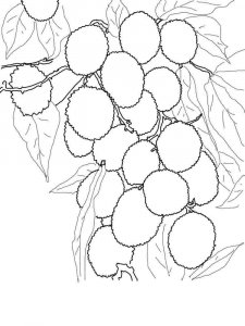 Lychee coloring page 9 - Free printable