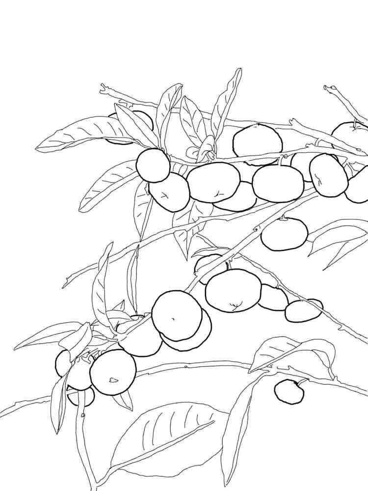 tangerine coloring pages - photo #10