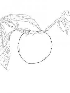 Nectarine coloring page 6 - Free printable